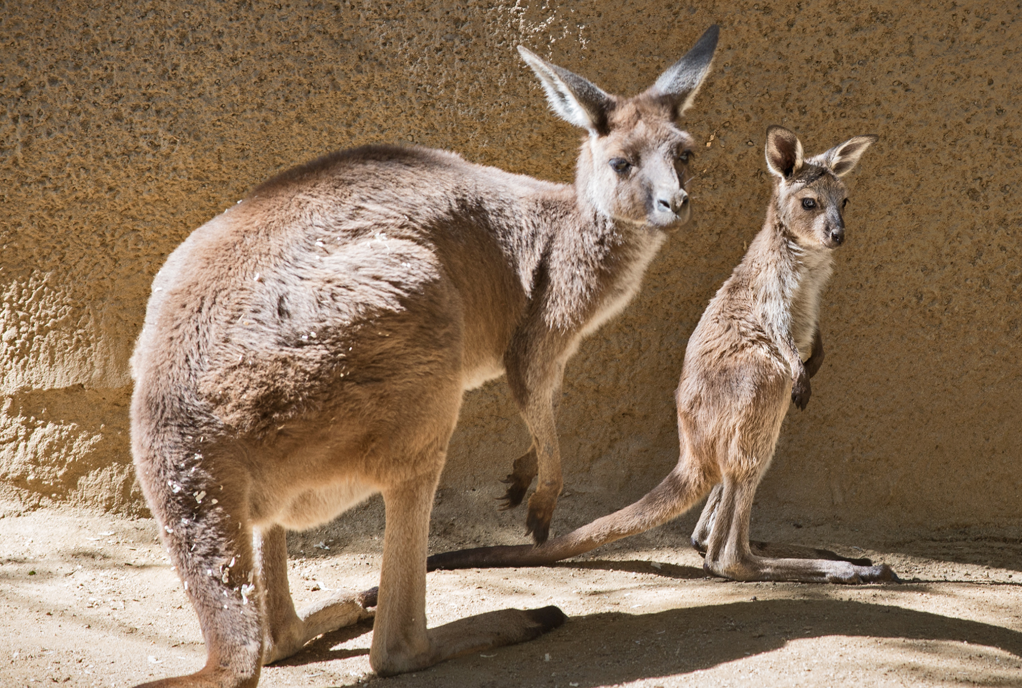 &amp;#39;Winnie the Roo&amp;#39; wins baby kangaroo naming contest at L.A. Zoo ...