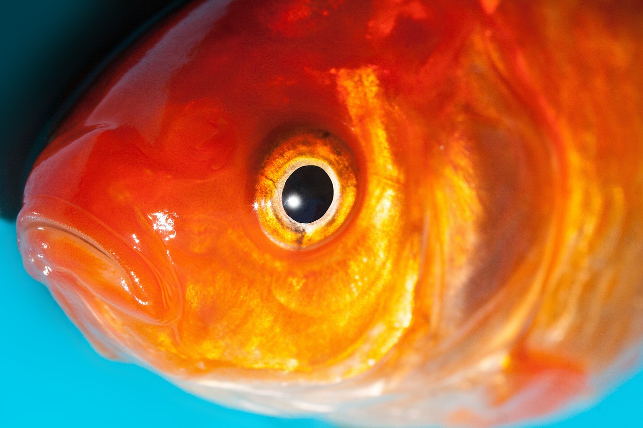 IranianAmericans settle Petco lawsuit over refusal to sell goldfish