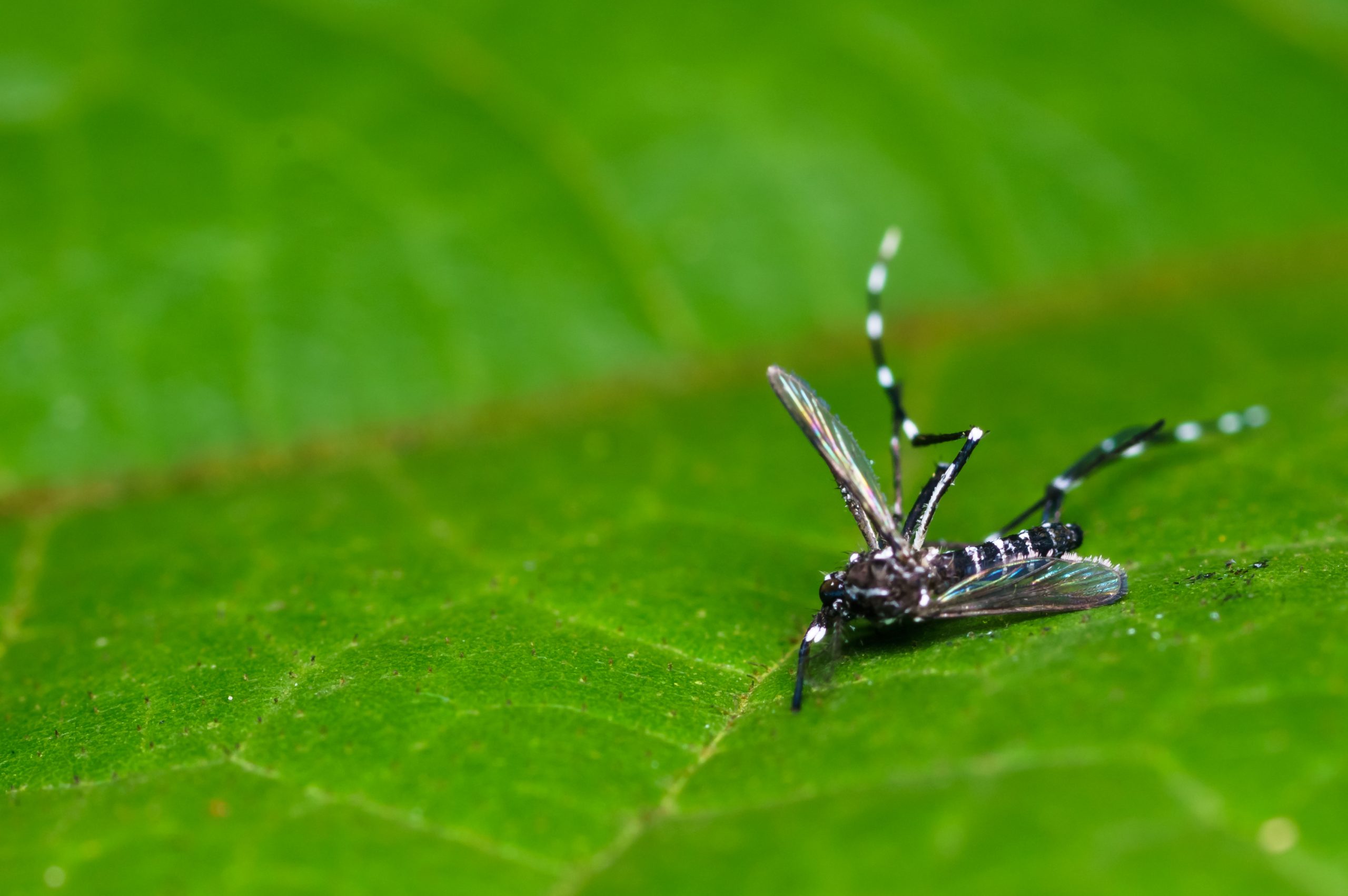 Eastvale Combats Mosquito Infestation - MyNewsLA.com