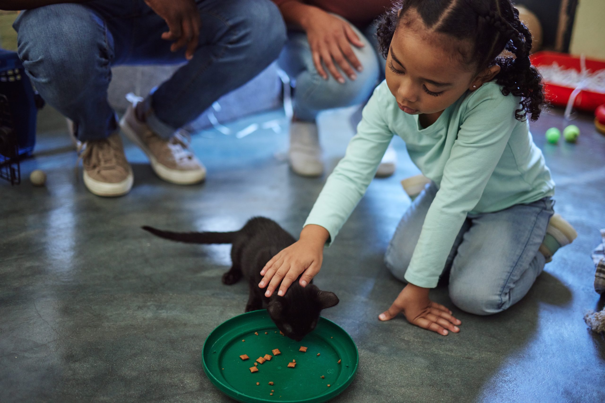 Over 250 of Cats and Dogs Rescued in Lake Hughes Up For Adoption Monday ...